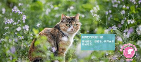 動物死亡處理